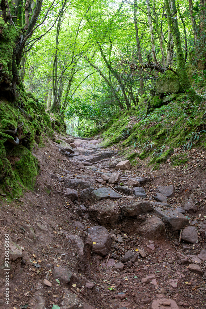 old green lane in the woods