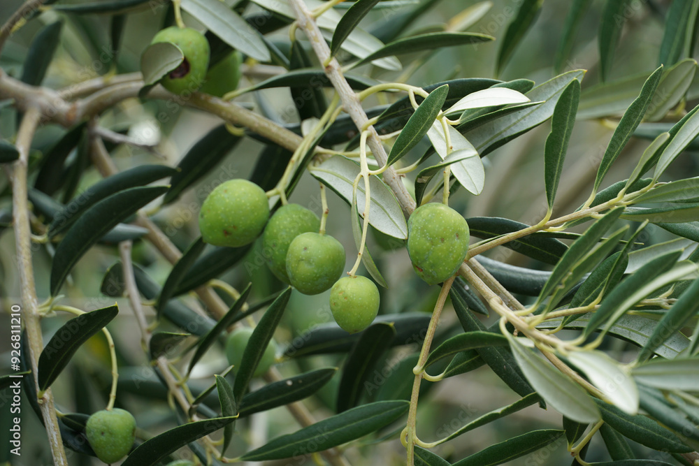 Damaged olive fruits after hail and bad weather Damaged olive fruits after hail and bad weather