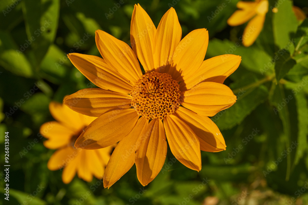 Obraz premium Heliopsis blooms in the garden. Heliopsis (lat. Heliopsis) is a genus of annual and perennial herbaceous plants of the Asteraceae family (Asteraceae).