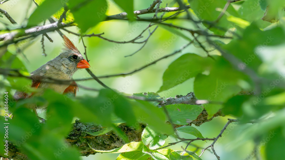 Fototapeta premium Female cardinal perched in a tree surrounded by bright green leaves.