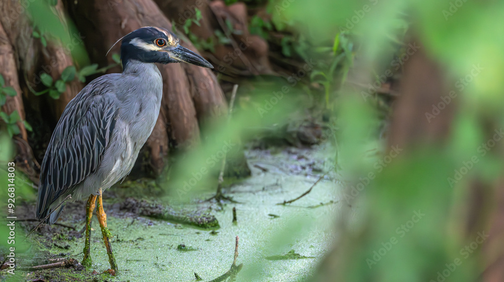 Fototapeta premium Portrait of a yellow-crowned heron standing in shallow water covered in algae in summer.