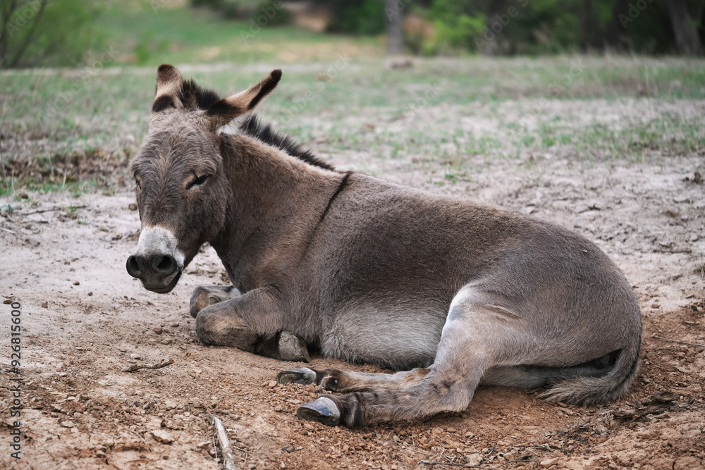 Fototapeta premium Chill mini donkey on farm relaxing in dirt of field.