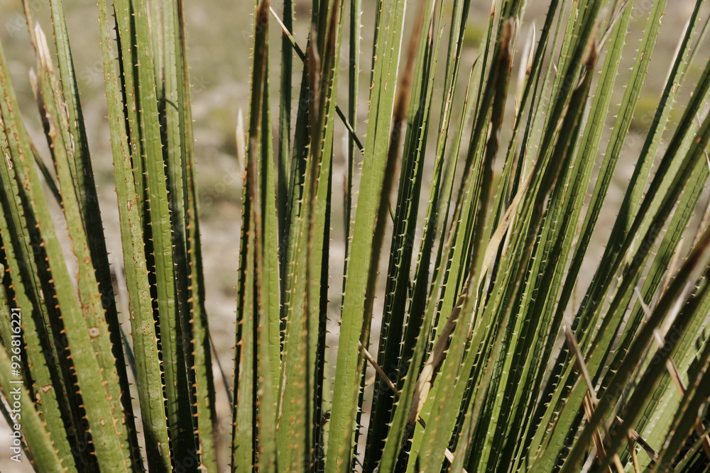 Yucca plant growth in nature closeup in detail. Yucca plant growth in nature closeup in detail.