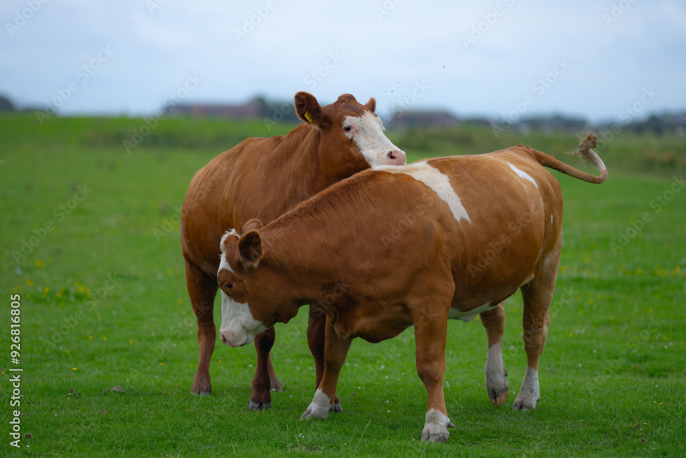 Cows on summer pasture. Cows on dairy milk farm. Cattle grazing in a field. Cows on green grass in a meadow, pasture. Cow grazing on farmland. Brown cow grazing in grassy meadow. Brown cows on pasture Cows on summer pasture. Cows on dairy milk farm. Cattle grazing in a field. Cows on green grass in a meadow, pasture. Cow grazing on farmland. Brown cow grazing in grassy meadow. Brown cows on pasture