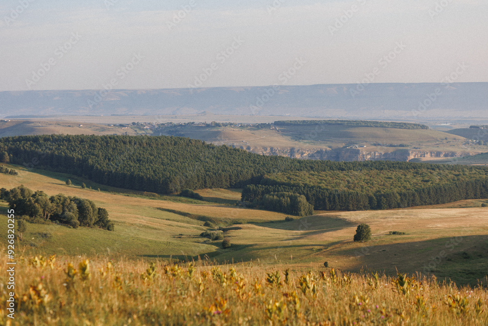 Fototapeta premium A vast field of vibrant sunflowers stretches wide, with a rich and lush forest visible in the background, adding depth to the scenery
