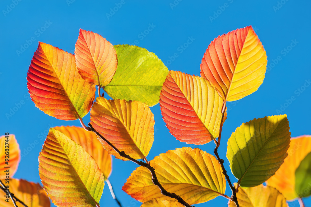 Colorful Autumn Leaves Against a Clear Blue Sky Colorful Autumn Leaves Against a Clear Blue Sky