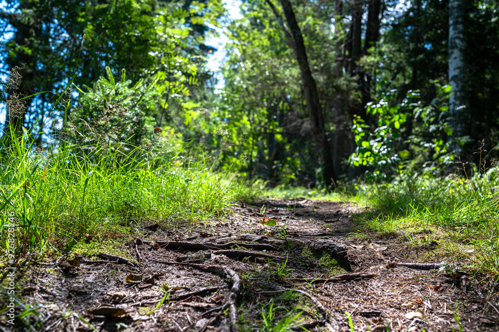 A footpath in the woods in summer A footpath in the woods in summer