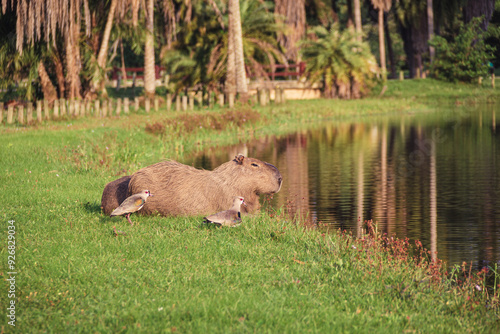 Capibara en Bosque de Barra da Tijuca - Rio de Janeiro, Brasil