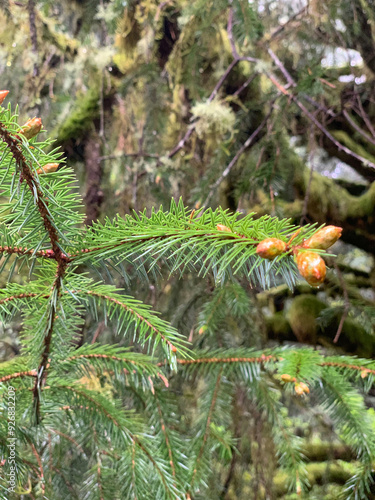 Close up of evergreen young pine cones in lush forest of Oregon Coast. photo