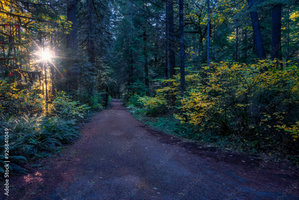 Fototapeta premium A Light in the woods