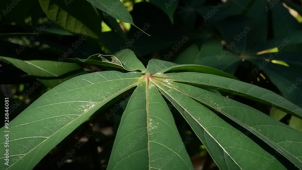 cassava leaves close up cassava leaves close up