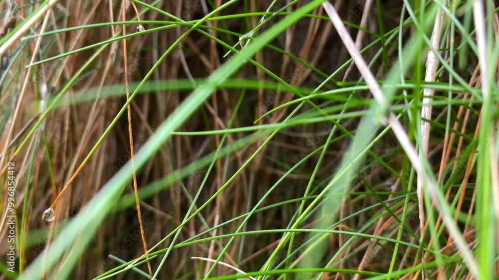 A close-up zoomed-in view of tall grasses with thin, green blades intertwined with brown, dried leaves, capturing the intricate details and textures of natural vegetation.-- A close-up zoomed-in view of tall grasses with thin, green blades intertwined with brown, dried leaves, capturing the intricate details and textures of natural vegetation.--