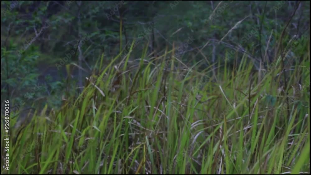 A peaceful scene of a valley with reeds swaying in the strong wind in the morning A peaceful scene of a valley with reeds swaying in the strong wind in the morning