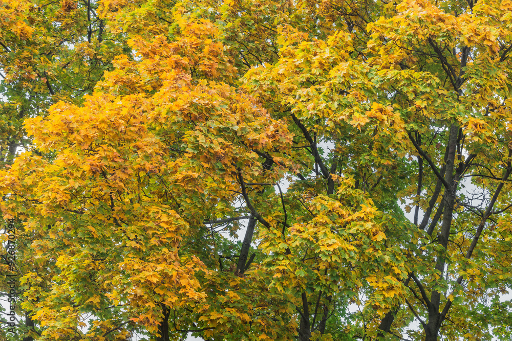 Fototapeta premium Maple tree in the city park at autumn day.