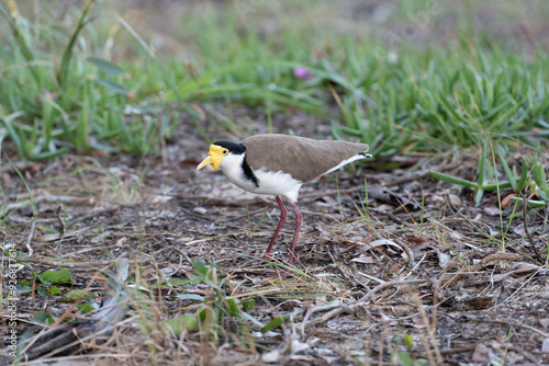 Single Masked Lapwing plover standing on sandy foreshore. Coochiemudlo Island, Queensland, Australia photo