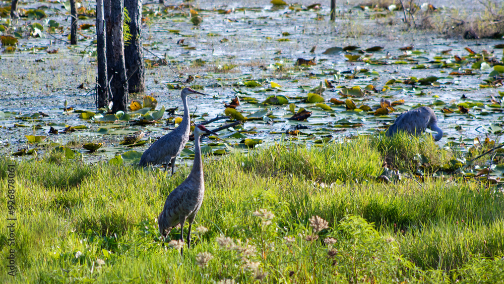 sandhill crane sandhill crane