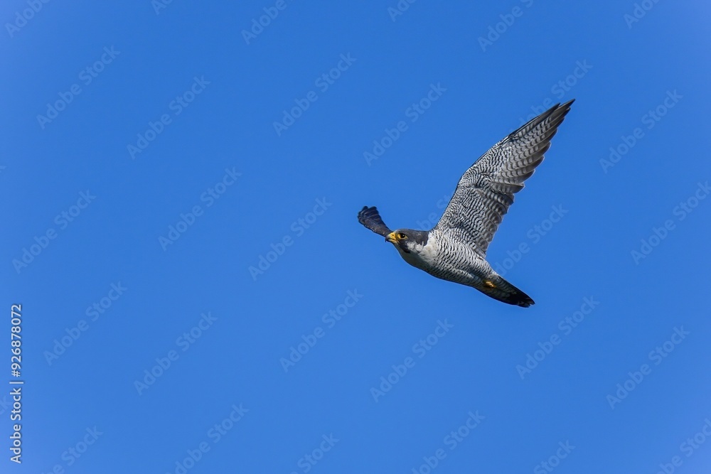 Obraz premium 青空バックに頭上を悠然と飛ぶハヤブサ成鳥