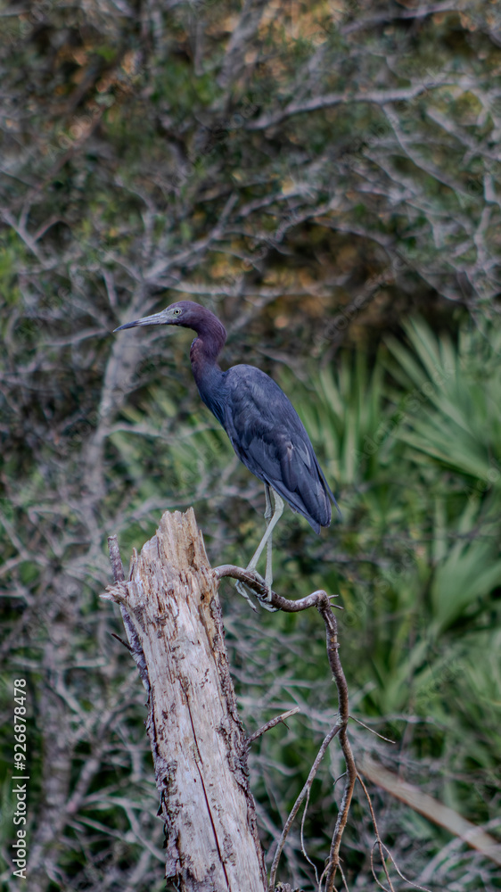 Naklejka premium blue heron