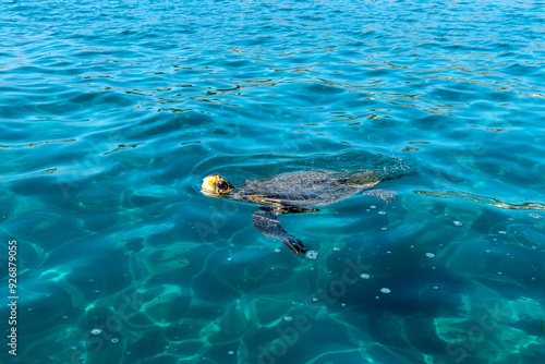 Valokuva The Loggerhead turtle Caretta-Caretta swimming in Zakynthos island, Greece