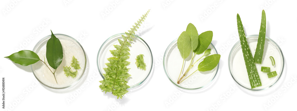 Petri dishes with different plants isolated on white, top view Petri dishes with different plants isolated on white, top view