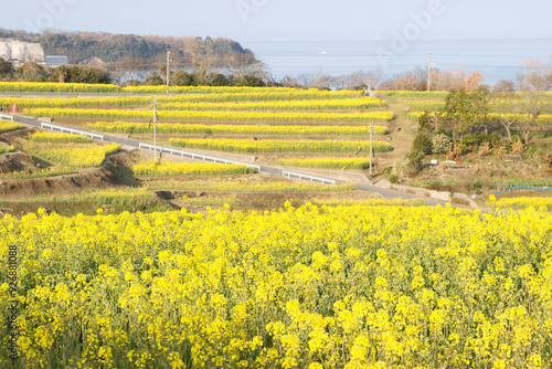 菜の花畑のある風景