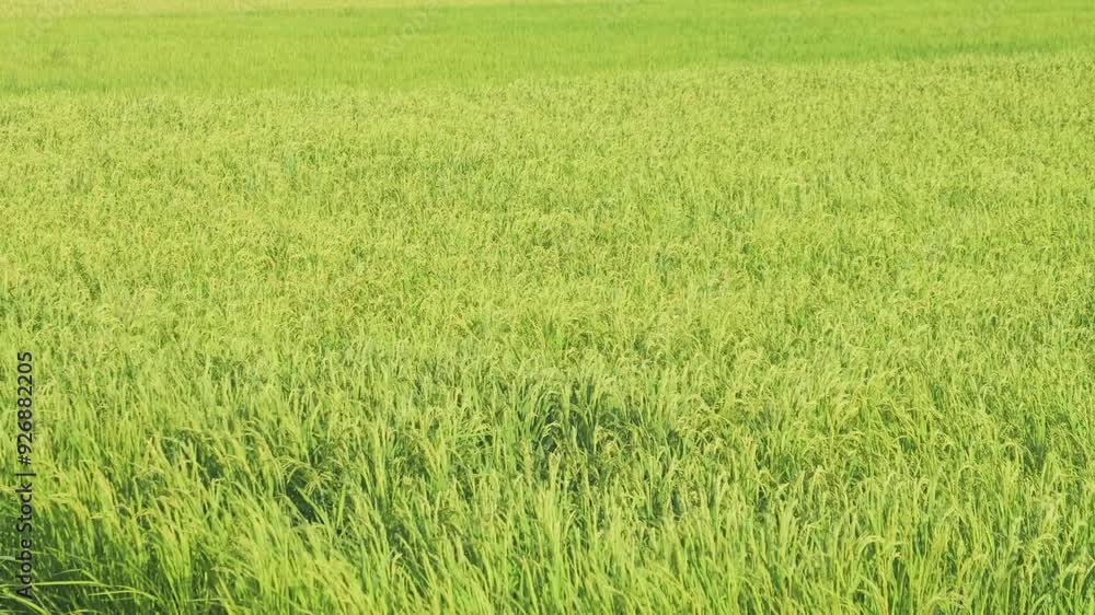 Japanese agriculture landscape of ripe rice paddy field Japanese agriculture landscape of ripe rice paddy field