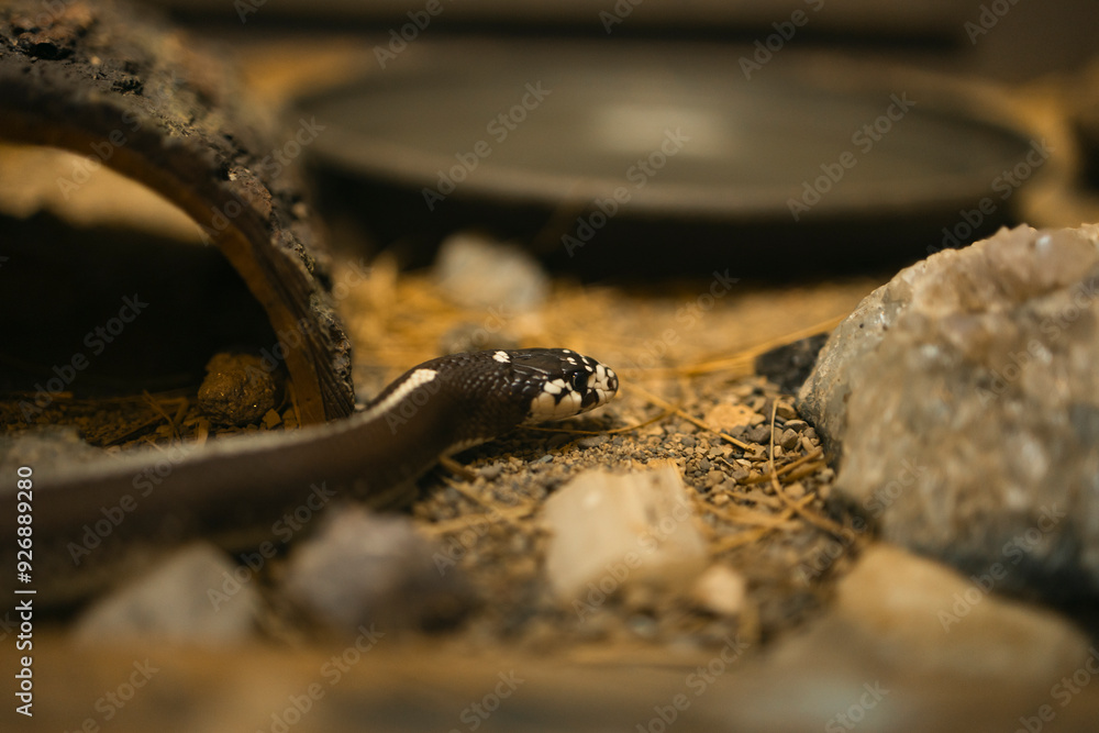 Fototapeta premium snake in the water