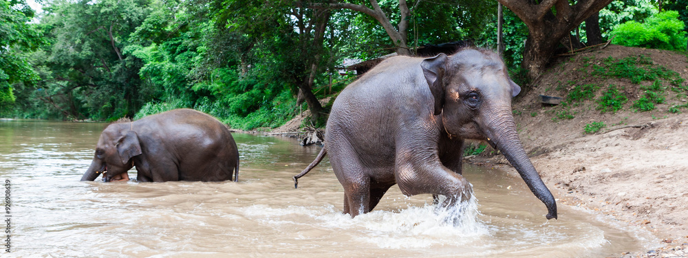Fototapeta premium Elephants bathing in a river in Chiang Mai, Northern Thailand. The scene captures the natural beauty of the region and the majesty of these animals in their habitat.