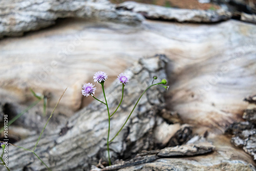 Um belo tronco de uma árvore com flores cor de rosa crescendo