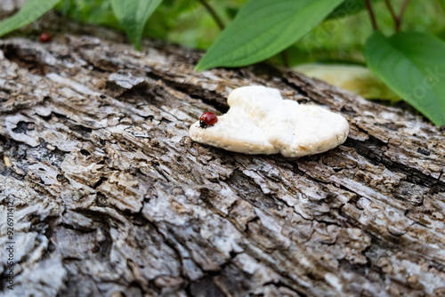 
LADYBUG EATING ON THE TREE