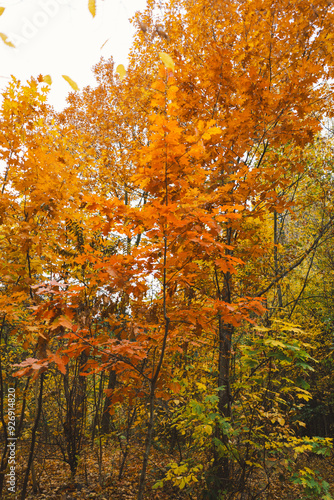 The branches of trees are adorned with bright orange leaves, showcasing the beauty of autumn. Sunlight filters through the foliage, illuminating the crisp fall colors