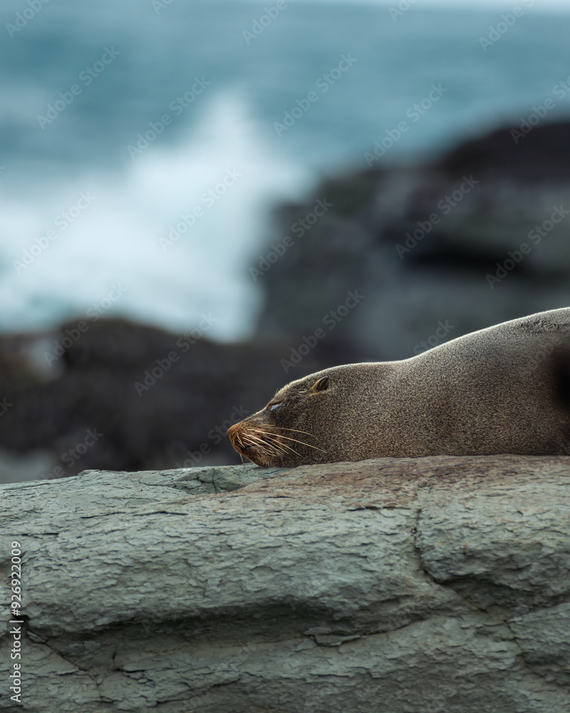 Fototapeta premium Sleepy fur seal resting on the rugged coastline of Kaikoura, NZ