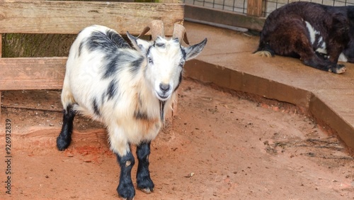 Close-up portrait of a curious goat on a rural farm looking at the camera with big, brown eyes