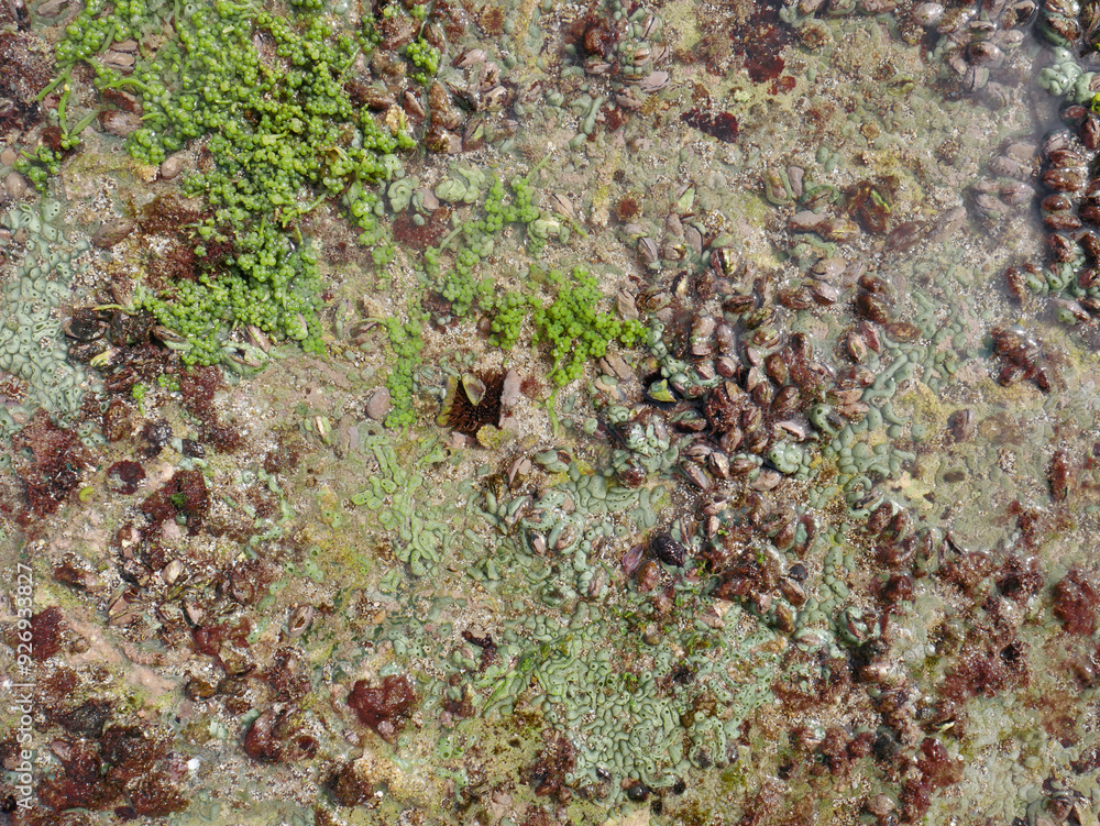 Top view of sand and rocks with moss and sea shells Top view of sand and rocks with moss and sea shells