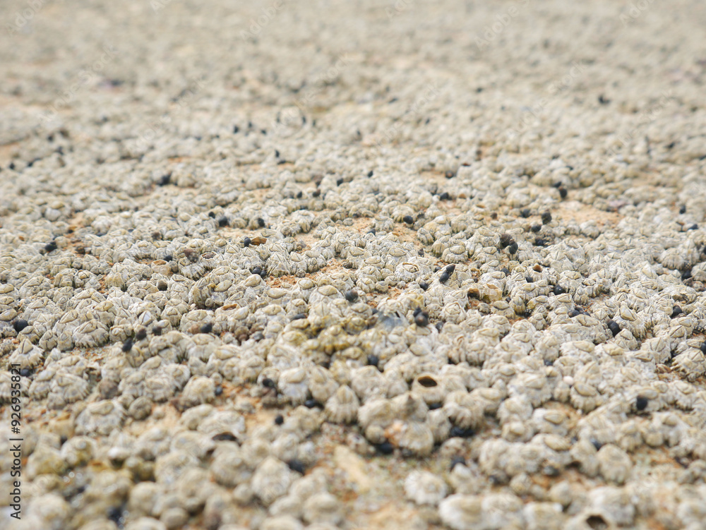 Top view of sand and rocks with moss and sea shells
