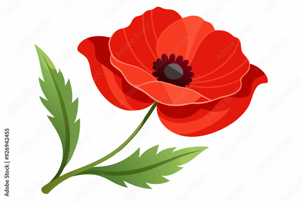 Fototapeta premium A Single Red Poppy Flower with Green Leaves