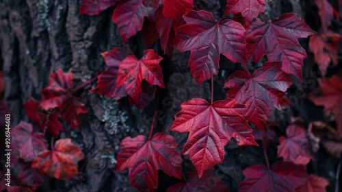 Vibrant Red Autumn Leaves on Tree Bark