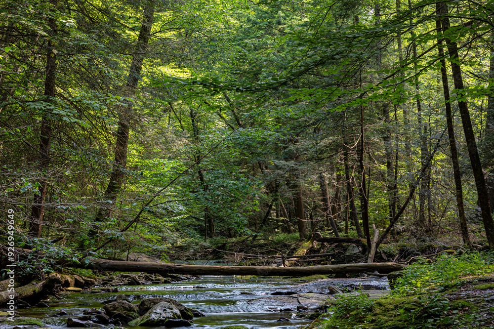 717-69 Morning Light on a Forest Creek 717-69 Morning Light on a Forest Creek