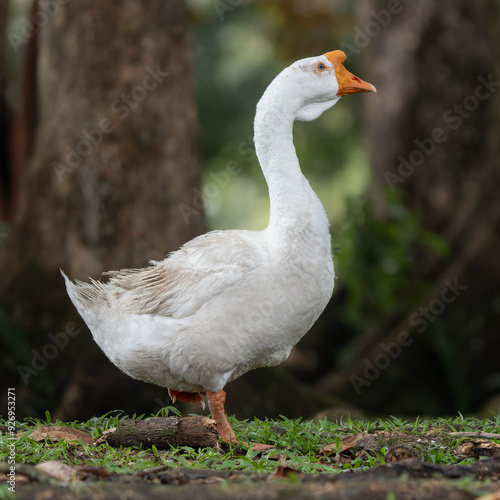 Anser cygnoides var. domesticus photo