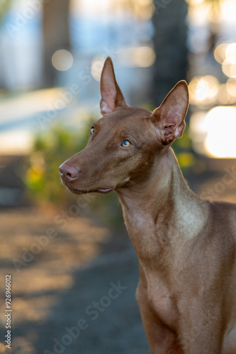 Obraz na płótnie Pharaoh hound dog posing for a portrait outside