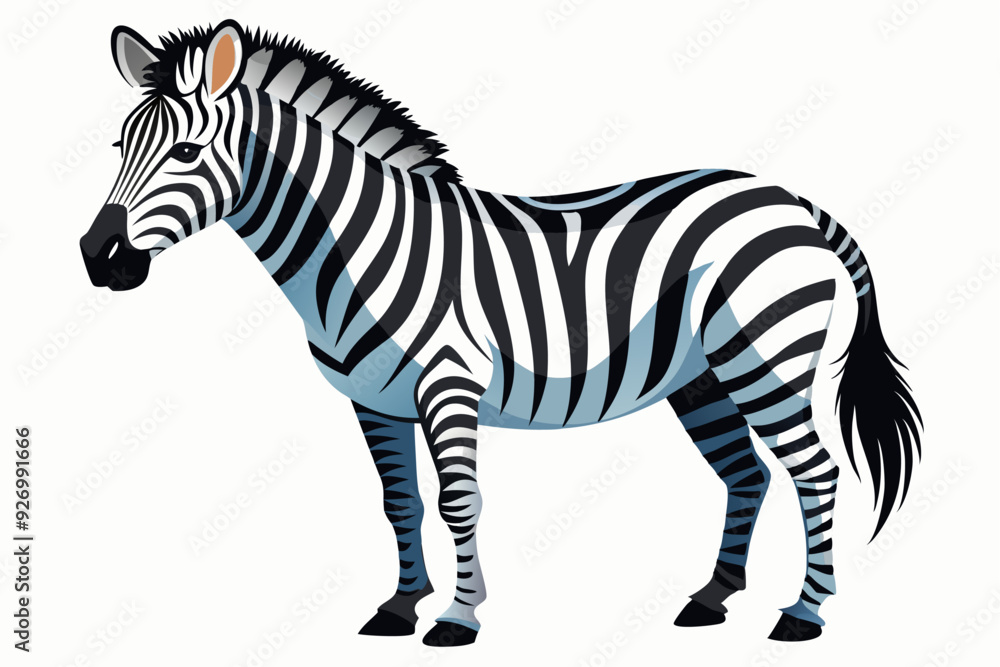 A Single Zebra Standing on a White Background