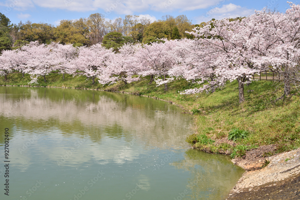 Naklejka premium 鶴見緑地の桜