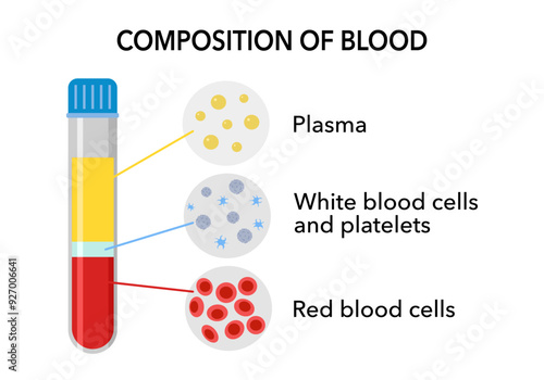 Composition of blood vector illustration. Labeled anatomical structure scheme with plasma, white and red cells and platelets. 