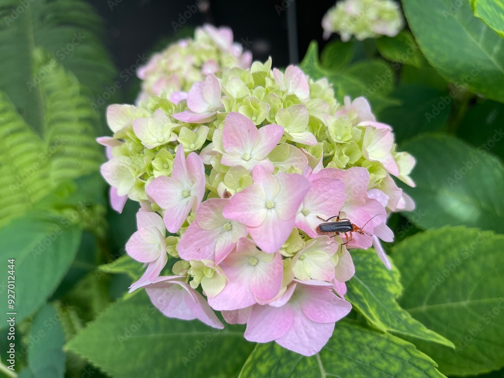 inflorescence of hydrangea macrophilla on which a Cantharis livida beetle sits close up