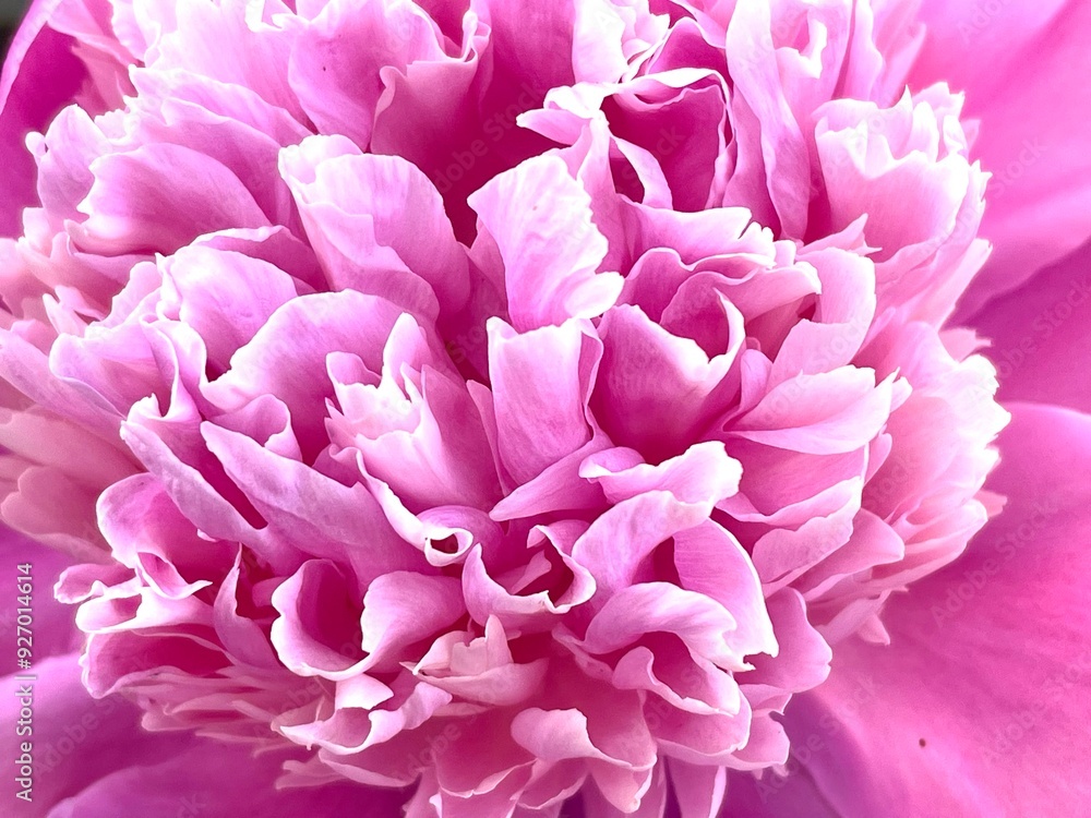 Pink peony flower. Petals close-up Pink peony flower. Petals close-up