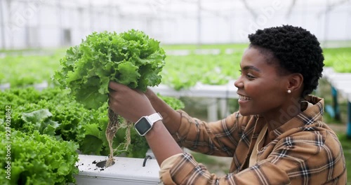 Woman, lettuce and growth in greenhouse for agriculture, inspection and sustainable development. Black person, agro farmer or professional with crops, happy or hydroponic for nutrition and ecology