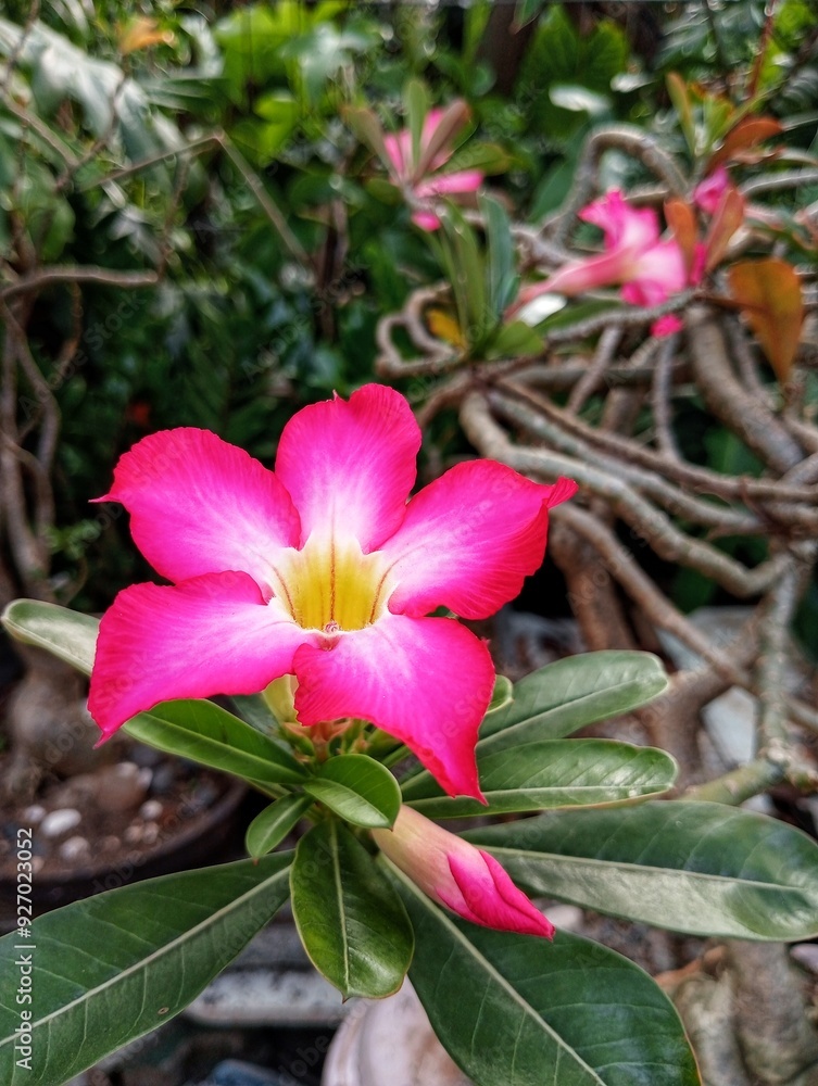 Kamboja Jepang, Adenium Obesum, Mawar Gurun Kamboja Jepang, Adenium Obesum, Mawar Gurun
