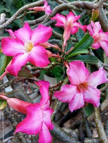 Kamboja Jepang, Adenium Obesum, Mawar Gurun photo