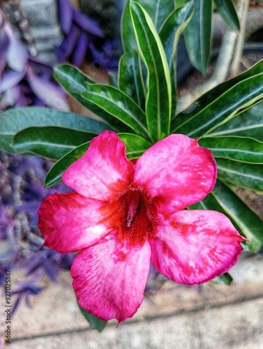 Kamboja Jepang, Adenium Obesum, Mawar Gurun photo