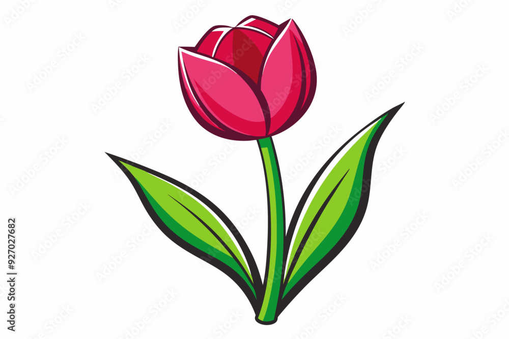 Single Pink Tulip with Green Leaves on a White Background Single Pink Tulip with Green Leaves on a White Background